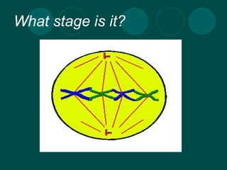 What stage is it?