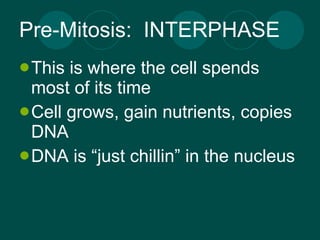 Pre-Mitosis: INTERPHASE This is where the cell spends most of its time Cell grows, gain nutrients, copies DNA DNA is “just chillin” in the nucleus