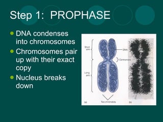 Step 1: PROPHASE DNA condenses into chromosomes Chromosomes pair up with their exact copy Nucleus breaks down
