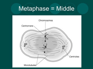 Metaphase = Middle