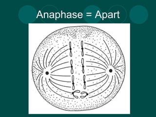 Anaphase = Apart 