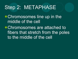 Step 2:  METAPHASE Chromosomes line up in the middle of the cell Chromosomes are attached to fibers that stretch from the poles to the middle of the cell 