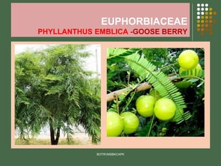 EUPHORBIACEAE
PHYLLANTHUS EMBLICA -GOOSE BERRY
BOTRVMSBKCAPK
 