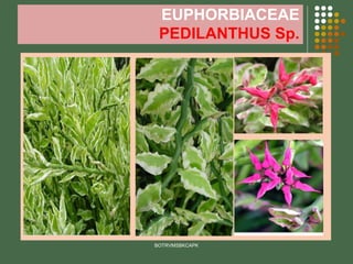 EUPHORBIACEAE
PEDILANTHUS Sp.
BOTRVMSBKCAPK
 