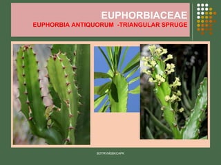 EUPHORBIACEAE
EUPHORBIA ANTIQUORUM -TRIANGULAR SPRUGE
BOTRVMSBKCAPK
 
