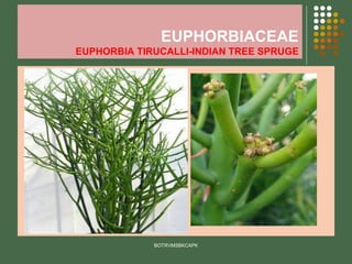 EUPHORBIACEAE
EUPHORBIA TIRUCALLI-INDIAN TREE SPRUGE
BOTRVMSBKCAPK
 