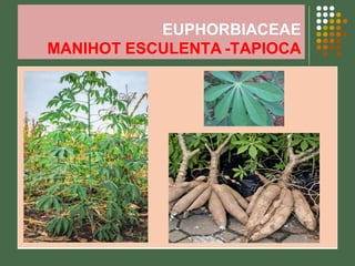 EUPHORBIACEAE
MANIHOT ESCULENTA -TAPIOCA
BOTRVMSBKCAPK
 