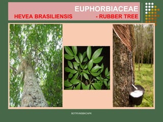 EUPHORBIACEAE
HEVEA BRASILIENSIS - RUBBER TREE
BOTRVMSBKCAPK
 