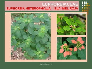 EUPHORBIACEAE
EUPHORBIA HETEROPHYLLA - ELAI MEL ROJA
.
BOTRVMSBKCAPK
 