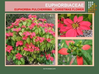 EUPHORBIACEAE
EUPHORBIA PULCHERRIMA -CHRISTMAS FLOWER
BOTRVMSBKCAPK
 