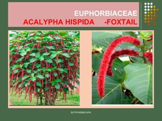 EUPHORBIACEAE
ACALYPHA HISPIDA -FOXTAIL
⚫
BOTRVMSBKCAPK
 