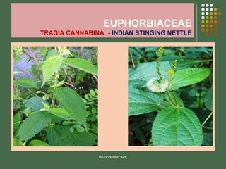 EUPHORBIACEAE
TRAGIA CANNABINA - INDIAN STINGING NETTLE
.
BOTRVMSBKCAPK
 