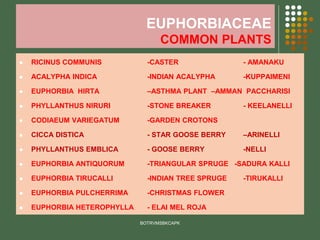 EUPHORBIACEAE
COMMON PLANTS
⚫ RICINUS COMMUNIS -CASTER - AMANAKU
⚫ ACALYPHA INDICA -INDIAN ACALYPHA -KUPPAIMENI
⚫ EUPHORBIA HIRTA –ASTHMA PLANT –AMMAN PACCHARISI
⚫ PHYLLANTHUS NIRURI -STONE BREAKER - KEELANELLI
⚫ CODIAEUM VARIEGATUM -GARDEN CROTONS
⚫ CICCA DISTICA - STAR GOOSE BERRY –ARINELLI
⚫ PHYLLANTHUS EMBLICA - GOOSE BERRY -NELLI
⚫ EUPHORBIA ANTIQUORUM -TRIANGULAR SPRUGE -SADURA KALLI
⚫ EUPHORBIA TIRUCALLI -INDIAN TREE SPRUGE -TIRUKALLI
⚫ EUPHORBIA PULCHERRIMA -CHRISTMAS FLOWER
⚫ EUPHORBIA HETEROPHYLLA - ELAI MEL ROJA
BOTRVMSBKCAPK
 
