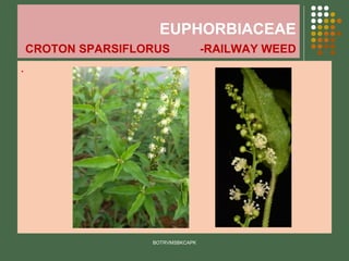 EUPHORBIACEAE
CROTON SPARSIFLORUS -RAILWAY WEED
.
BOTRVMSBKCAPK
 