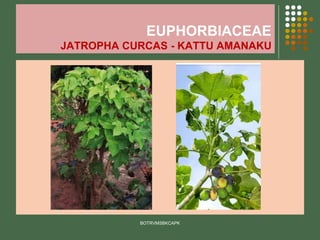 EUPHORBIACEAE
JATROPHA CURCAS - KATTU AMANAKU
BOTRVMSBKCAPK
 