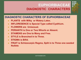 EUPHORBIACEAE
DIAGNOSTIC CHARACTERS
DIAGNOSTIC CHARACTERS OF EUPHORBIACEAE
⚫ PLANTS with Milky or Watery Latex.
⚫ INFLORESENCE is Special Type called Cyathium.
⚫ FLOWERS are Unisexual.
⚫ PERIANTH is One or Two Whorls or Absent.
⚫ STAMENS are One to Many and Free.
⚫ STYLE is Branched in to Three.
⚫ STIGMA is Bifid.
⚫ FRUIT is Schizocarpic Regma, Split in to Three one seeded
Nutlets
BOTRVMSBKCAPK
 