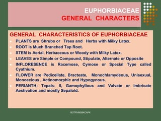 EUPHORBIACEAE
GENERAL CHARACTERS
GENERAL CHARACTERISTICS OF EUPHORBIACEAE
⚫ PLANTS are Shrubs or Trees and Herbs with Milky Latex.
⚫ ROOT is Much Branched Tap Root.
⚫ STEM is Aerial, Herbaceous or Woody with Milky Latex.
⚫ LEAVES are Simple or Compound, Stipulate, Alternate or Opposite
⚫ INFLORESENCE is Racemose, Cymose or Special Type called
Cyathium.
⚫ FLOWER are Pedicellate, Bracteate, Monochlamydeous, Unisexual,
Monoecious , Actinomorphic and Hypogynous.
⚫ PERIANTH- Tepals- 5, Gamophyllous and Valvate or Imbricate
Aestivation and mostly Sepaloid.
BOTRVMSBKCAPK
 