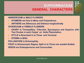 EUPHORBIACEAE
GENERAL CHARACTERS
⚫ ANDROECIUM or MALE FLOWERS
⚫ STAMENS are One to Many and Polyandrous.
⚫ ANTHERS are Dithecous and Dehisce longitudinally
⚫ GYNOECIUM or FEMALE FLOWERS
⚫ OVARY is Tricarpellary, Trilocular, Syncarpous and Superior with
Two Ovules in each Carpel on Axile Placentation.
⚫ STYLE is Branched in to Three and Terminal.
⚫ STIGMA is Bifid.
⚫ POLLINATION is Entomophily.
⚫ FRUIT is Schizocarpic Regma, Split in to Three one seeded Nutlets
⚫ SEEDS are Endospermous and Carunculate.
BOTRVMSBKCAPK
 