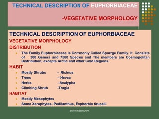 TECHNICAL DESCRIPTION OF EUPHORBIACEAE
-VEGETATIVE MORPHOLOGY
TECHNICAL DESCRIPTION OF EUPHORBIACEAE
VEGETATIVE MORPHOLOGY
DISTRIBUTION
⚫ The Family Euphorbiaceae is Commonly Called Spurrge Family. It Consists
of 300 Genera and 7500 Species and The members are Cosmopolitan
Distribution, excepts Arctic and other Cold Regions.
HABIT
⚫ Mostly Shrubs - Ricinus
⚫ Trees – Hevea
⚫ Herbs - Acalypha
⚫ Climbing Shrub -Tragia
HABITAT
⚫ Mostly Mesophytes
⚫ Some Xerophytes- Pedilanthus, Euphorbia tirucalli
BOTRVMSBKCAPK
 
