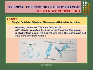 TECHNICAL DESCRIPTION OF EUPHORBIACEAE
-VEGETATIVE MORPHOLOGY
BOTRVMSBKCAPK
LEAVES
Simple, Petiolate, Stipulate, Alternate and Reticulate Venation.
• In Hevea, Leaves are Trifoliate Compound.
• In Phyllanthus emblica, the Leaves are Pinnately Compound.
• In Phyllanthus niruri, the Leaves are look like Compound but
leaves are Small and Simple.
 