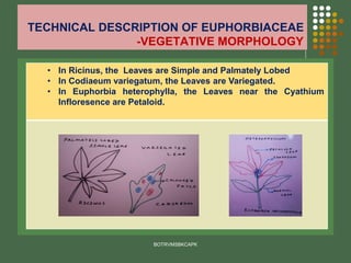 TECHNICAL DESCRIPTION OF EUPHORBIACEAE
-VEGETATIVE MORPHOLOGY
BOTRVMSBKCAPK
• In Ricinus, the Leaves are Simple and Palmately Lobed
• In Codiaeum variegatum, the Leaves are Variegated.
• In Euphorbia heterophylla, the Leaves near the Cyathium
Infloresence are Petaloid.
 