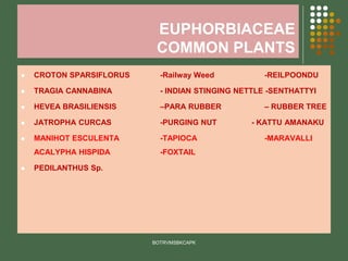 EUPHORBIACEAE
COMMON PLANTS
⚫ CROTON SPARSIFLORUS -Railway Weed -REILPOONDU
⚫ TRAGIA CANNABINA - INDIAN STINGING NETTLE -SENTHATTYI
⚫ HEVEA BRASILIENSIS –PARA RUBBER – RUBBER TREE
⚫ JATROPHA CURCAS -PURGING NUT - KATTU AMANAKU
⚫ MANIHOT ESCULENTA -TAPIOCA -MARAVALLI
ACALYPHA HISPIDA -FOXTAIL
⚫ PEDILANTHUS Sp.
BOTRVMSBKCAPK
 