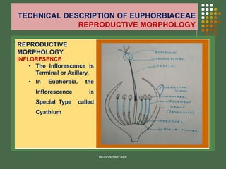 TECHNICAL DESCRIPTION OF EUPHORBIACEAE
REPRODUCTIVE MORPHOLOGY
.
BOTRVMSBKCAPK
REPRODUCTIVE
MORPHOLOGY
INFLORESENCE
• The Inflorescence is
Terminal or Axillary.
• In Euphorbia, the
Inflorescence is
Special Type called
Cyathium
 