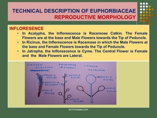 TECHNICAL DESCRIPTION OF EUPHORBIACEAE
REPRODUCTIVE MORPHOLOGY
INFLORESENCE
• In Acalypha, the Inflorescence is Racemose Catkin. The Female
Flowers are at the base and Male Flowers towards the Tip of Peduncle.
• In Ricinus, the Inflorescence is Racemose in which the Male Flowers at
the base and Female Flowers towards the Tip of Peduncle.
• In Jatropha, the Inflorescence is Cyme. The Central Flower is Female
and the Male Flowers are Lateral.
BOTRVMSBKCAPK
 