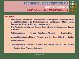 TECHNICAL DESCRIPTION OF
EUPHORBIACEAE
REPRODUCTIVE MORPHOLOGY
FLOWER
⚫ Pedicellate, Bracteate, Ebracteolate, Incomplete, Achlamydeous,
Monochlamydeous or Dichlamydeous, Unisexual, Monoecious,
Regular, Actinomorphic and Hypogynous.
⚫ The Perianth consists of One or Two whorls or Absence of Tepals
in Flower.
⚫ Achlamydeous Flower - Tepals are Absent - Euphorbia.
⚫ Monochlamydeous Flower - Tepals are in One Whorl - Croton
Female Flower
⚫ Dichlamydeous Flower – Sepals and Petals are in Two Whorls
- Croton Male Flower, Jatropha
BOTRVMSBKCAPK
 