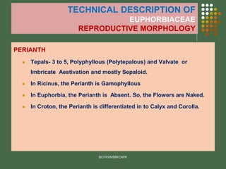 TECHNICAL DESCRIPTION OF
EUPHORBIACEAE
REPRODUCTIVE MORPHOLOGY
PERIANTH
⚫ Tepals- 3 to 5, Polyphyllous (Polytepalous) and Valvate or
Imbricate Aestivation and mostly Sepaloid.
⚫ In Ricinus, the Perianth is Gamophyllous
⚫ In Euphorbia, the Perianth is Absent. So, the Flowers are Naked.
⚫ In Croton, the Perianth is differentiated in to Calyx and Corolla.
BOTRVMSBKCAPK
 
