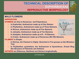 TECHNICAL DESCRIPTION OF
EUPHORBIACEAE
REPRODUCTIVE MORPHOLOGY
MALE FLOWERS
ANDROECIUM
STAMENS are One to Numerous and Polyandrous.
⚫ In Euphorbia, Androecium made up of One Stamen
⚫ In Phyllanthus, Androecium made up of Three Stamens.
⚫ In Ricinus, Androecium made up of Five Stamens.
⚫ In Jatropha, Androecium made up of Ten Stamens.
⚫ In Acalypha, Androecium made up of 8 - 16 Stamens.
⚫ In Croton, Androecium made up of Numerous (80-100) Stamens.
FILAMENT is Simple.
⚫ In Ricinus, the Filament is Highly Branched in Five groups as like Miniature
Tree.
⚫ In Phyllanthus cyclanthera, the Androecium is Synandrous. (Fused Ring
like Structure of Filaments and Anthers)
ANTHERS are Dithecous, Basifixed and Dehisce longitudinally.
BOTRVMSBKCAPK
 