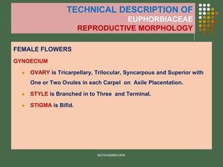 TECHNICAL DESCRIPTION OF
EUPHORBIACEAE
REPRODUCTIVE MORPHOLOGY
FEMALE FLOWERS
GYNOECIUM
⚫ OVARY is Tricarpellary, Trilocular, Syncarpous and Superior with
One or Two Ovules in each Carpel on Axile Placentation.
⚫ STYLE is Branched in to Three and Terminal.
⚫ STIGMA is Bifid.
BOTRVMSBKCAPK
 