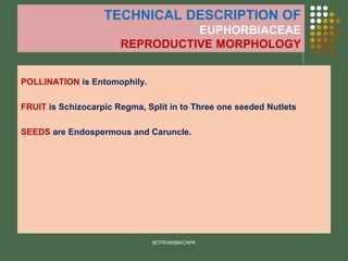 TECHNICAL DESCRIPTION OF
EUPHORBIACEAE
REPRODUCTIVE MORPHOLOGY
POLLINATION is Entomophily.
FRUIT is Schizocarpic Regma, Split in to Three one seeded Nutlets
SEEDS are Endospermous and Caruncle.
BOTRVMSBKCAPK
 