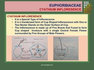 EUPHORBIACEAE
CYATHIUM INFLORESENCE
.
BOTRVMSBKCAPK
CYATHIUM INFLORESENCE
• It is a Special Type of Inflorescence.
• It is a Condensed form of Cup Shaped Inflorescence with One or
Two Nectar Glands on the Outer Surface of Cup.
• The Inflorescence is made up of Five Bracts that Fused to form
Cup shaped Involucre with a single Central Female Flower
surrounded by Five Groups of Male Flowers.
 