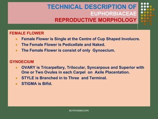 TECHNICAL DESCRIPTION OF
EUPHORBIACEAE
REPRODUCTIVE MORPHOLOGY
FEMALE FLOWER
⚫ Female Flower is Single at the Centre of Cup Shaped Involucre.
⚫ The Female Flower is Pedicellate and Naked.
⚫ The Female Flower is consist of only Gynoecium.
GYNOECIUM
⚫ OVARY is Tricarpellary, Trilocular, Syncarpous and Superior with
One or Two Ovules in each Carpel on Axile Placentation.
⚫ STYLE is Branched in to Three and Terminal.
⚫ STIGMA is Bifid.
BOTRVMSBKCAPK
 
