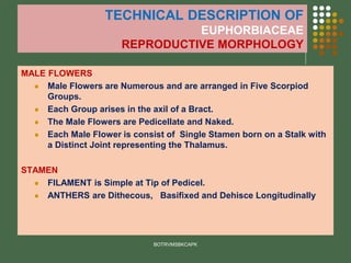TECHNICAL DESCRIPTION OF
EUPHORBIACEAE
REPRODUCTIVE MORPHOLOGY
MALE FLOWERS
⚫ Male Flowers are Numerous and are arranged in Five Scorpiod
Groups.
⚫ Each Group arises in the axil of a Bract.
⚫ The Male Flowers are Pedicellate and Naked.
⚫ Each Male Flower is consist of Single Stamen born on a Stalk with
a Distinct Joint representing the Thalamus.
STAMEN
⚫ FILAMENT is Simple at Tip of Pedicel.
⚫ ANTHERS are Dithecous, Basifixed and Dehisce Longitudinally
BOTRVMSBKCAPK
 