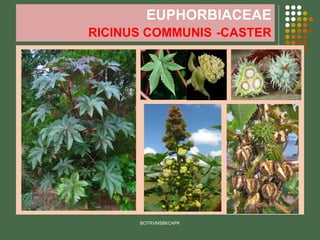 EUPHORBIACEAE
RICINUS COMMUNIS -CASTER
BOTRVMSBKCAPK
 