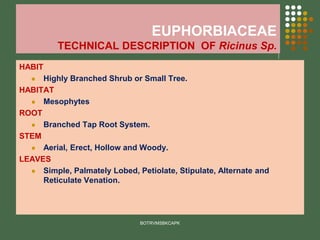 EUPHORBIACEAE
TECHNICAL DESCRIPTION OF Ricinus Sp.
HABIT
⚫ Highly Branched Shrub or Small Tree.
HABITAT
⚫ Mesophytes
ROOT
⚫ Branched Tap Root System.
STEM
⚫ Aerial, Erect, Hollow and Woody.
LEAVES
⚫ Simple, Palmately Lobed, Petiolate, Stipulate, Alternate and
Reticulate Venation.
BOTRVMSBKCAPK
 