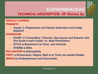 EUPHORBIACEAE
TECHNICAL DESCRIPTION OF Ricinus Sp.
FEMALE FLOWERS
PERIANTH
⚫ Tepals- 3, Polyphyllous and Valvate Aestivation and mostly
Sepaloid.
GYNOECIUM
⚫ OVARY is Tricarpellary, Trilocular, Syncarpous and Superior with
One Ovule in each Carpel on Axile Placentation.
⚫ STYLE is Branched in to Three and Terminal.
⚫ STIGMA is Bifid.
POLLINATION is Entomophily.
FRUIT is Schizocarpic- Regma, Split in to Three one seeded Nutlets
SEEDS are Endospermous and Carunculate.
BOTRVMSBKCAPK
 