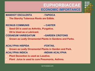 EUPHORBIACEAE
ECONOMIC IMPORTANCE
MANIHOT ESCULENTA -TAPIOCA
⚫ The Starchy Tuberous Roots are Edible.
RICINUS COMMUNIS – CASTER
⚫ Seed Oil is used as Arthritis, Purgative.
⚫ Oil is Used as a Lubricant.
CODIAEUM VARIEGATUM –GARDEN CROTONS
⚫ Grown as Leafy Ornamental Plants in Gardens and Parks.
ACALYPHA HISPIDA -FOXTAIL
⚫ Grown as Leafy Ornamental Plants in Garden and Park.
ACALYPHA INDICA -INDIAN ACALYPHA
⚫ Plant Decoction is used as Laxative.
⚫ Plant Juice is used to cure Pneumonia, Asthma.
BOTRVMSBKCAPK
 