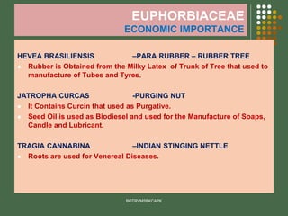 EUPHORBIACEAE
ECONOMIC IMPORTANCE
HEVEA BRASILIENSIS –PARA RUBBER – RUBBER TREE
⚫ Rubber is Obtained from the Milky Latex of Trunk of Tree that used to
manufacture of Tubes and Tyres.
JATROPHA CURCAS -PURGING NUT
⚫ It Contains Curcin that used as Purgative.
⚫ Seed Oil is used as Biodiesel and used for the Manufacture of Soaps,
Candle and Lubricant.
TRAGIA CANNABINA –INDIAN STINGING NETTLE
⚫ Roots are used for Venereal Diseases.
BOTRVMSBKCAPK
 