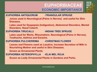 EUPHORBIACEAE
ECONOMIC IMPORTANCE
EUPHORBIA ANTIQUORUM -TRIANGULAR SPRUGE
⚫ Juices used in Neurological (Pains in Nerves) and useful for Skin
Diseases.
⚫ Latex used for Dyspepsia (Indigestion), Abdominal Disorders, Mental
Disorders, Nasal Catarrh
EUPHORBIA TIRUCALLI -INDIAN TREE SPRUGE
⚫ Latex used for Warts, Rheumatism, Neurological (Pains in Nerves),
Toothache, Asthma and Earache.
EUPHORBIA PULCHERRIMA -CHRISTMAS FLOWER
⚫ Leaves and Flowers used as Laxative, Increase Secretion of Milk in
Nourishing Mother and useful in Skin Diseases.
⚫ Grown as Ornamental Plants
EUPHORBIA HETEROPHYLLA -ELAI MEL ROJA
⚫ Grown as Leafy Ornamental Plants in Gardens and Parks.
BOTRVMSBKCAPK
 