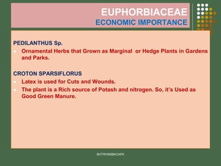 EUPHORBIACEAE
ECONOMIC IMPORTANCE
PEDILANTHUS Sp.
⚫ Ornamental Herbs that Grown as Marginal or Hedge Plants in Gardens
and Parks.
CROTON SPARSIFLORUS
⚫ Latex is used for Cuts and Wounds.
⚫ The plant is a Rich source of Potash and nitrogen. So, it’s Used as
Good Green Manure.
BOTRVMSBKCAPK
 