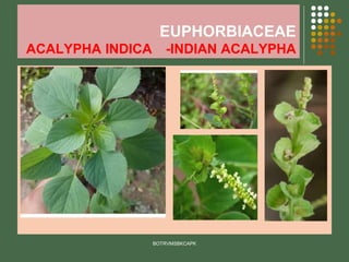 EUPHORBIACEAE
ACALYPHA INDICA -INDIAN ACALYPHA
BOTRVMSBKCAPK
 