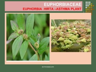 EUPHORBIACEAE
EUPHORBIA HIRTA –ASTHMA PLANT
BOTRVMSBKCAPK
 