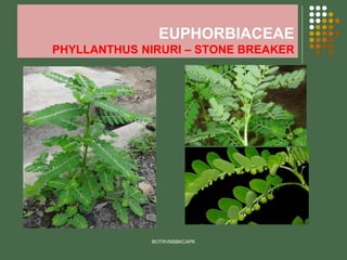 EUPHORBIACEAE
PHYLLANTHUS NIRURI – STONE BREAKER
BOTRVMSBKCAPK
 