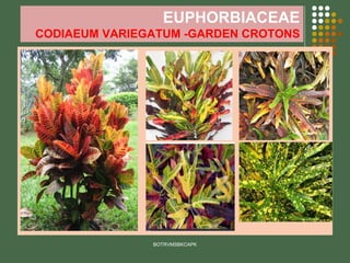 EUPHORBIACEAE
CODIAEUM VARIEGATUM -GARDEN CROTONS
BOTRVMSBKCAPK
 