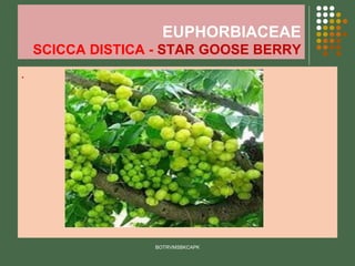 EUPHORBIACEAE
SCICCA DISTICA - STAR GOOSE BERRY
.
BOTRVMSBKCAPK
 