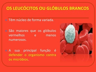 OS LEUCÓCITOS OU GLÓBULOS BRANCOS
 Têm núcleo de forma variada.
 São maiores que os glóbulos
vermelhos e menos
numerosos.
 A sua principal função é
defender o organismo contra
os micróbios.
 