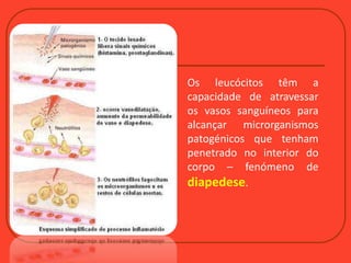 Os leucócitos têm a
capacidade de atravessar
os vasos sanguíneos para
alcançar microrganismos
patogénicos que tenham
penetrado no interior do
corpo – fenómeno de
diapedese.
 